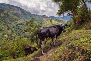 Colombia South America medellin coffee tour cows - things to do in Medellin