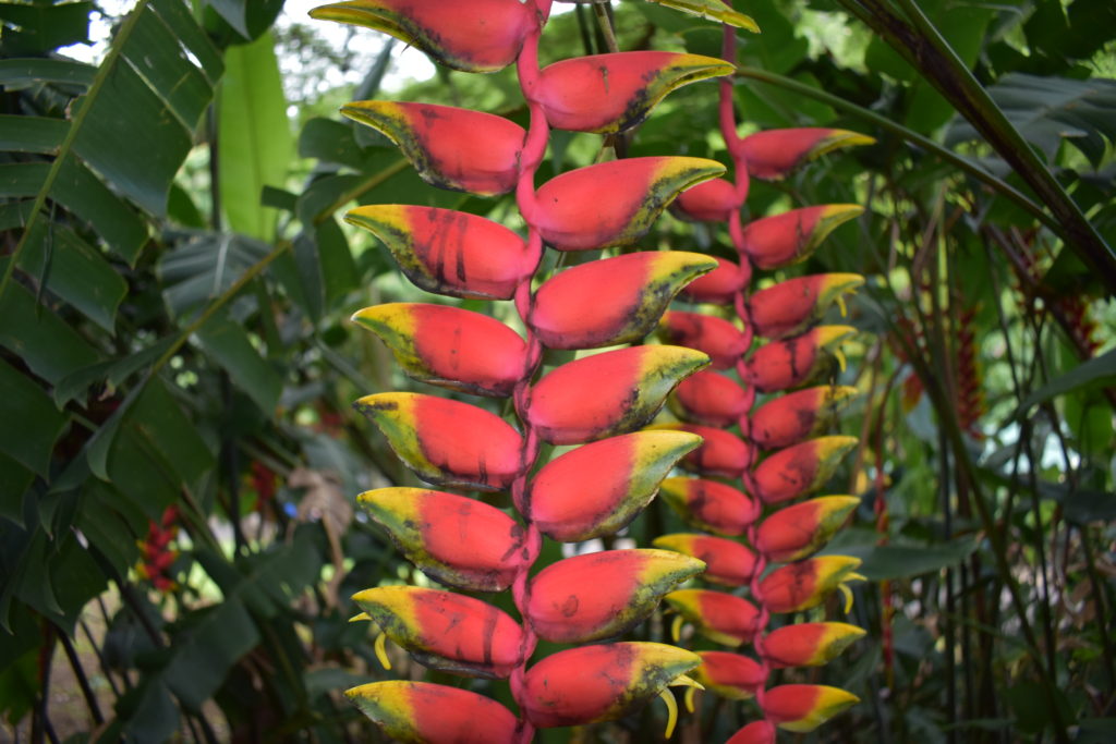 waimea valley oahu hawaii