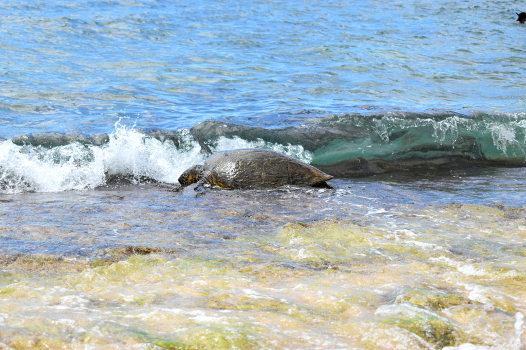 oahu hawaii laniakea turtle beach