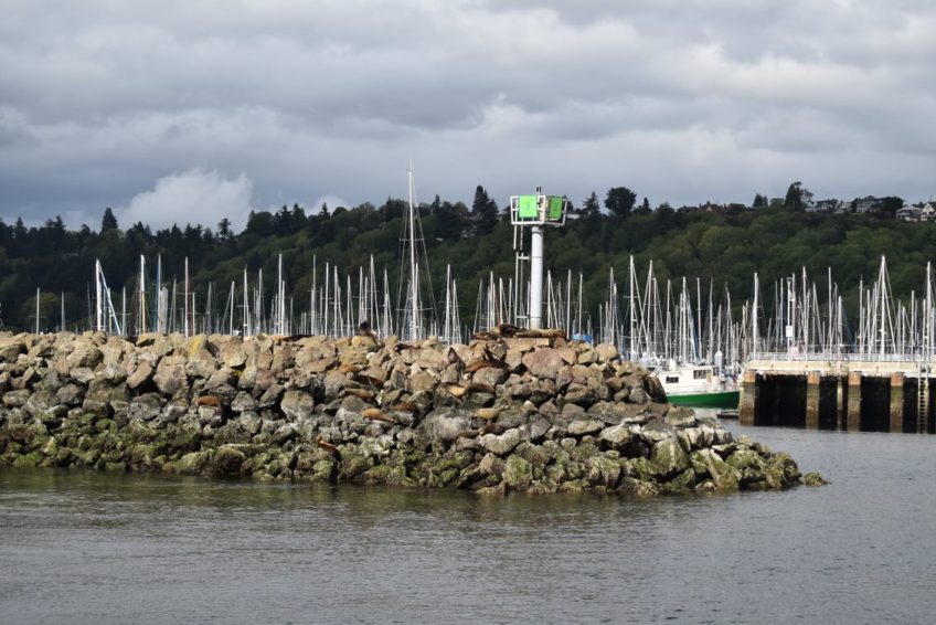 sea lions - Puget Sound Cruise seattle - Travel Agent Diary