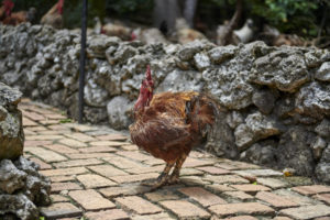 Barbados Island Tour