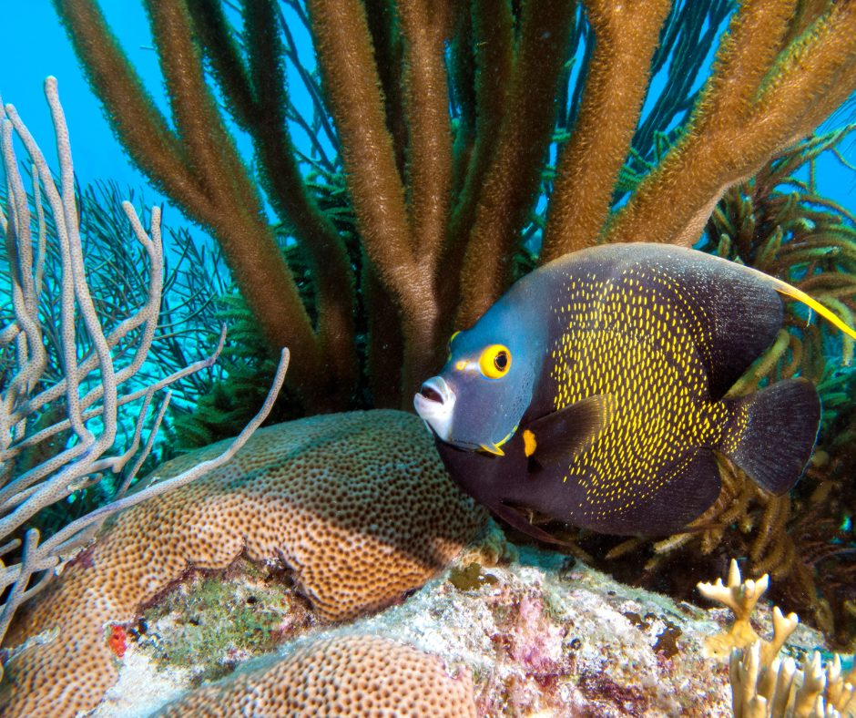 ABC Islands in the Caribbean - Bonaire