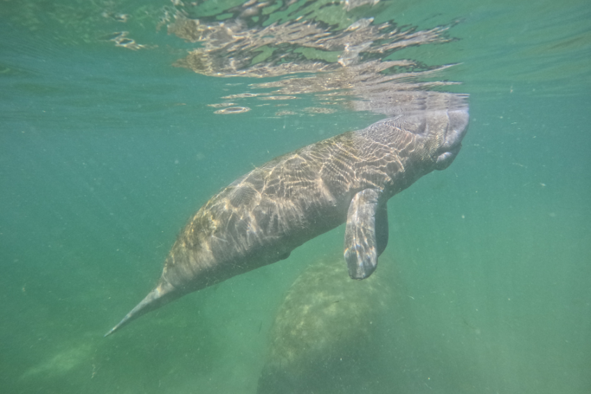 salty siren tours - swimming with manatees in florida