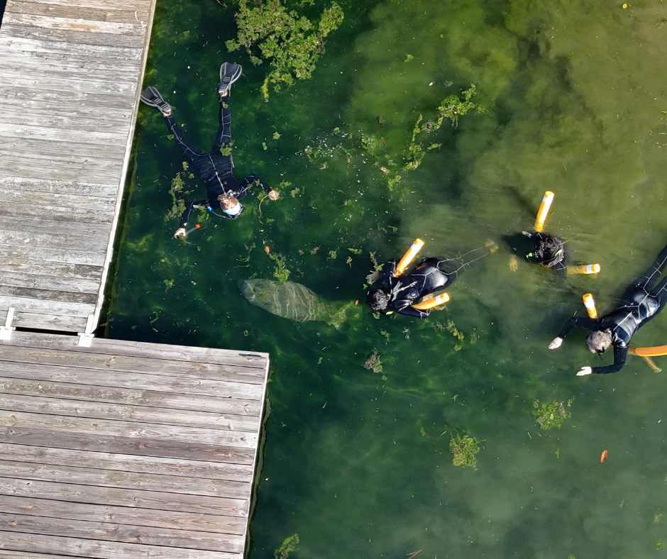 Salty Siren Tours - swimming with manatees in Florida